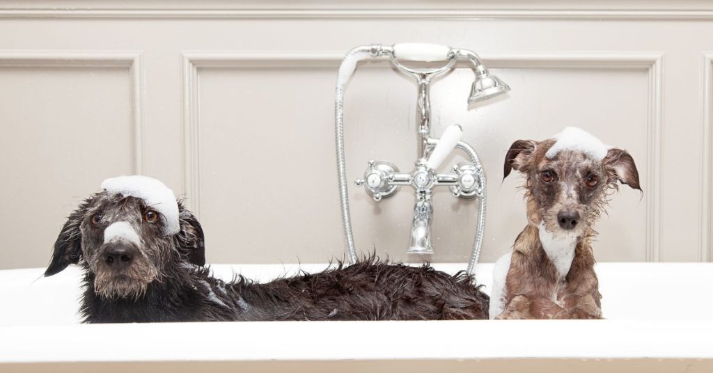 dogs in bath tub with no hot water